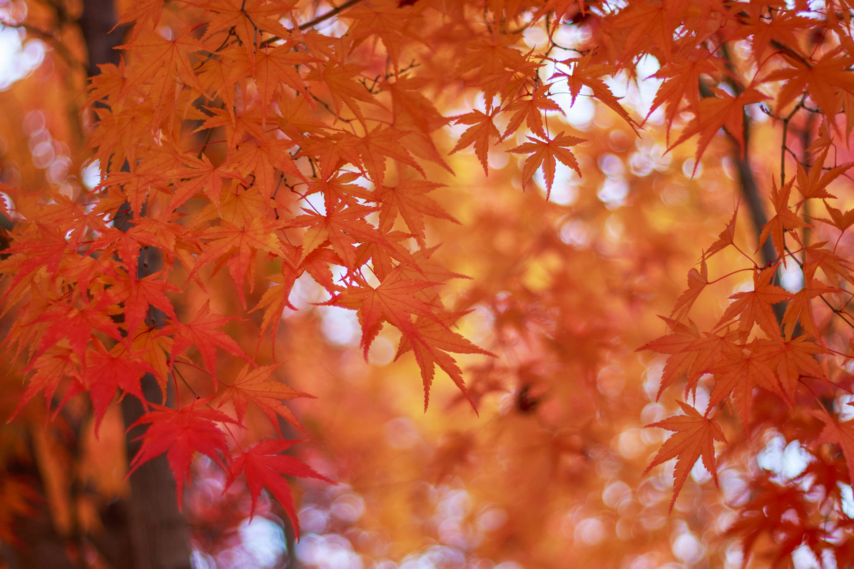 A Maple Trees with Red Leaves Close-up, Autumn Background.