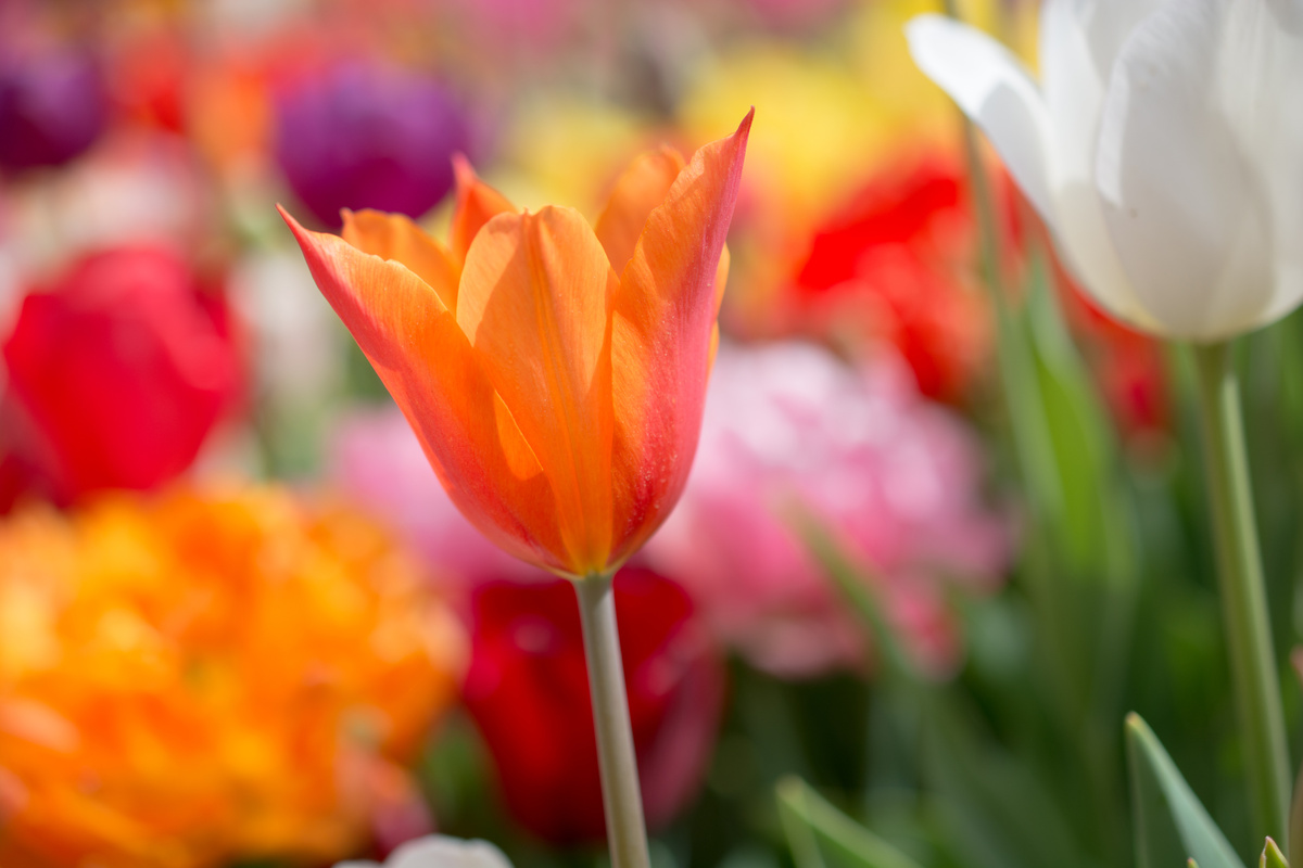 Colorful Tulip Flower Bloom in the Garden